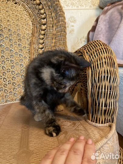 Ириска 2 месяца