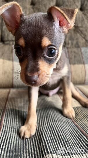 Той-терьер щенки