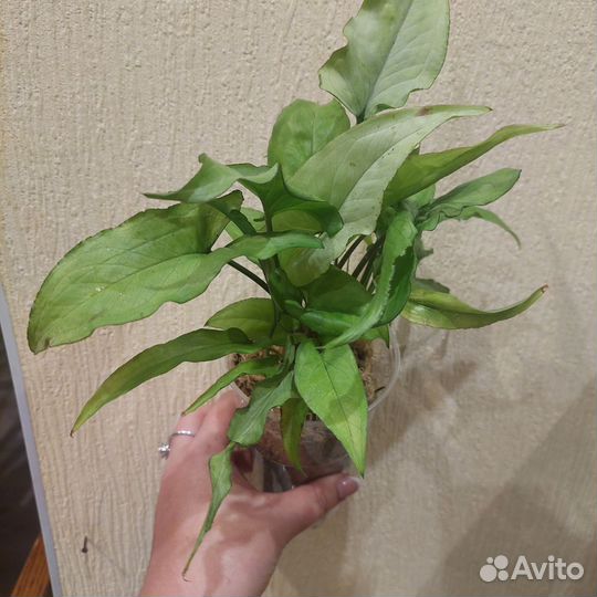 Комнатные растения