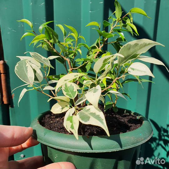 Декабрист шлюмбергера, фикус, фикус карликовый