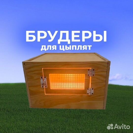 Брудер для цыплят