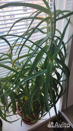 Алоэ лечебный