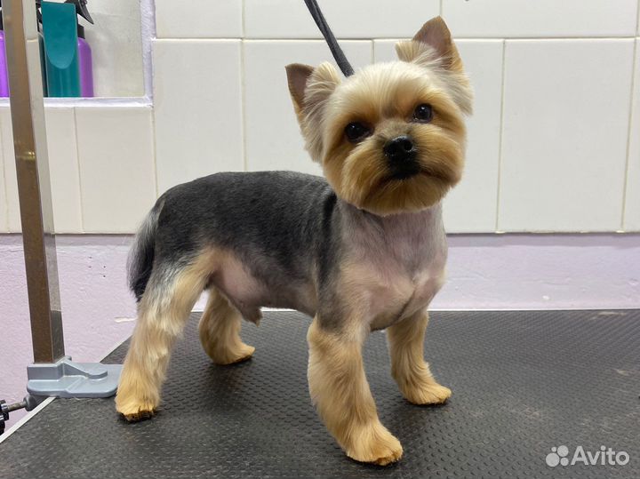 Стрижка йорков, мальтезе, ши-тцу, шпицев