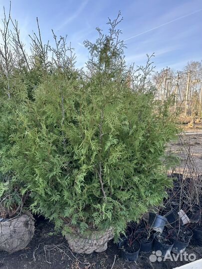 Туя Брабант