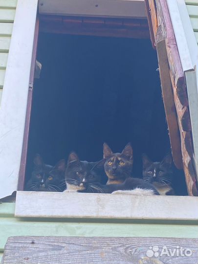 Котята бесплатно