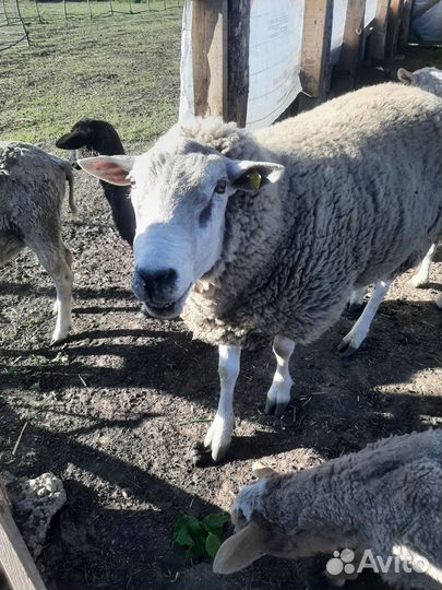 Баран тексель