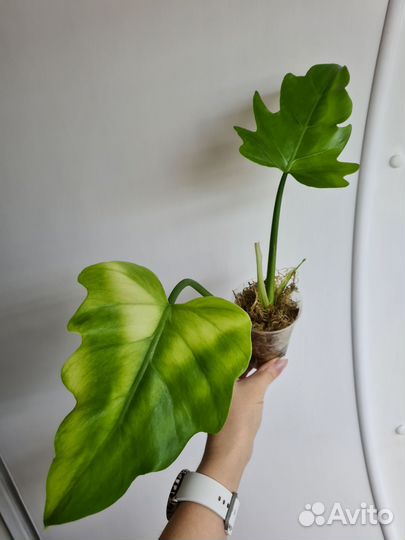 Филодендрон т 31 вар