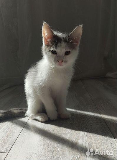 Отдам милых девочек