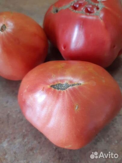 Помидор