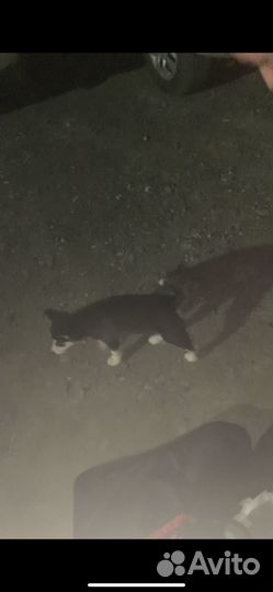 Щенки хаски