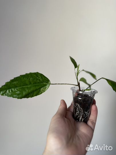 Гибискус вариегатный