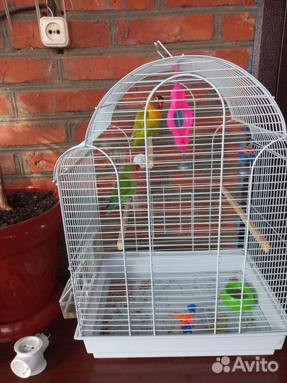 Попугай неразлучники