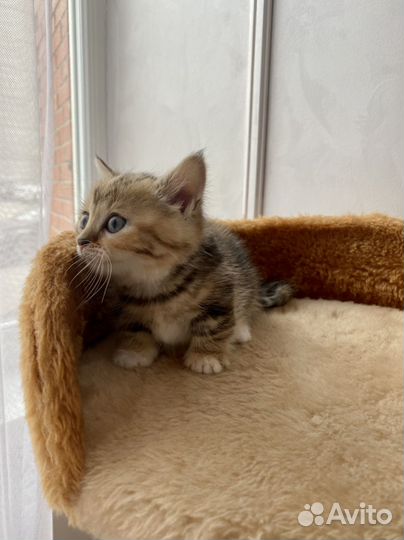 Кошки породистые