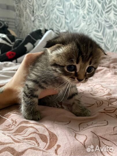 Котята