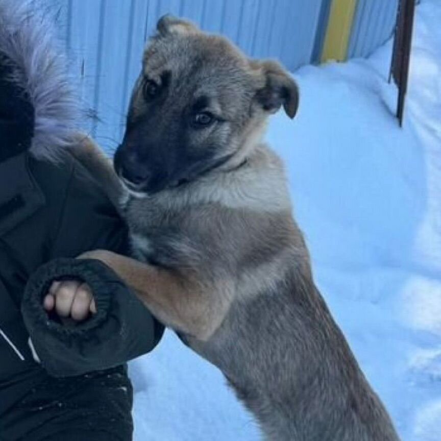 Щенок Хаски помесь 6 месяцев