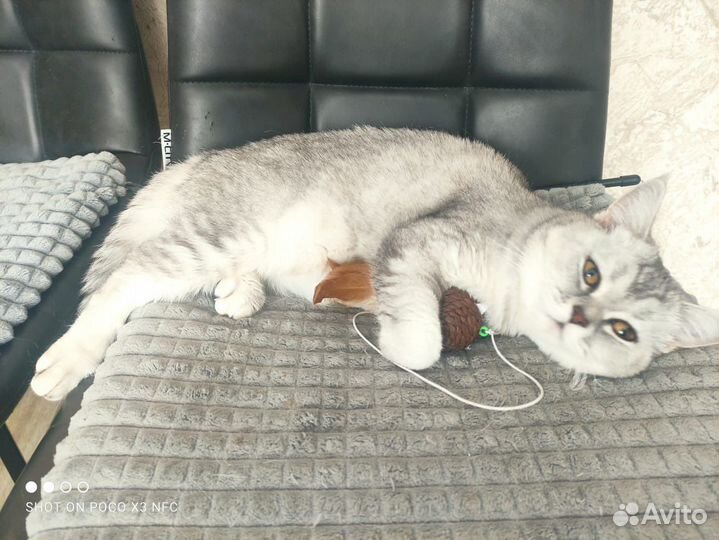 Шотландская прямоухая кошка