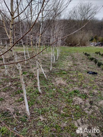 Береза саженцы