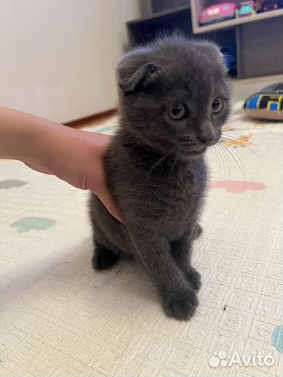 Котята в добрые руки мальчик