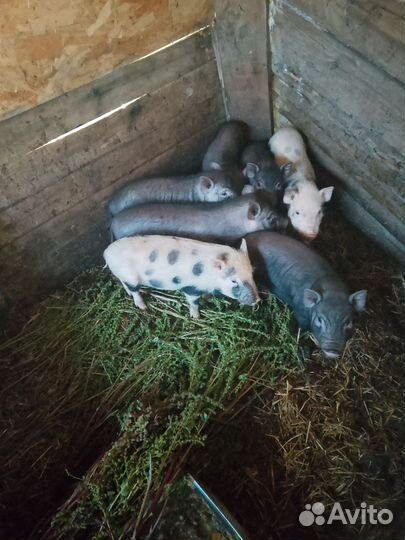 Вьетнамские поросята