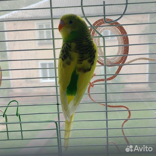 Волнистый попугай