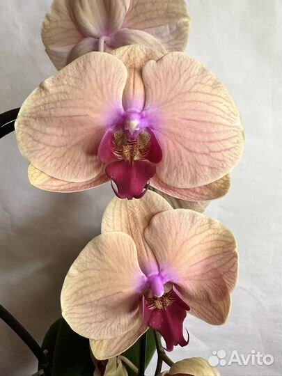 Орхидея фаленопсис