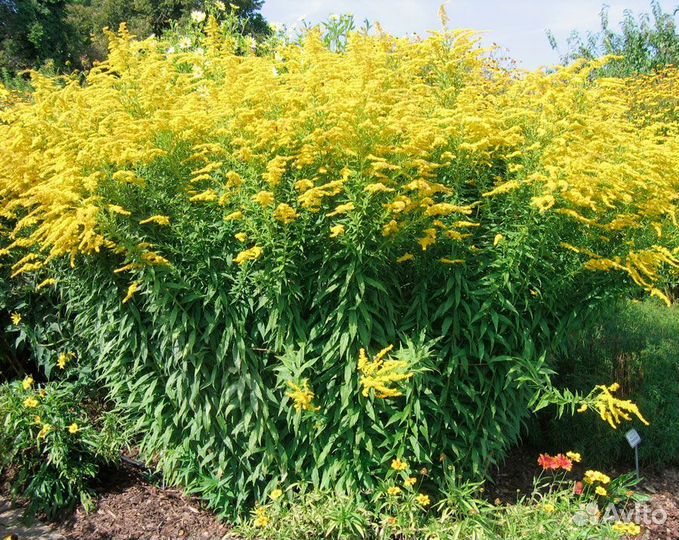 Цветы для дачи и сада