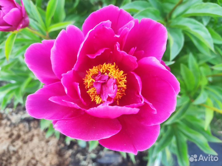 Пионы, Лилии, Лилейник