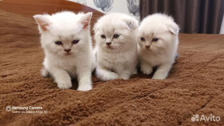 Шотландские малыши