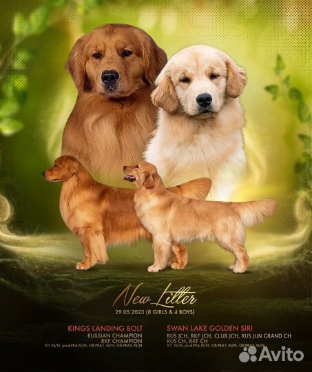 Щенки золотистого ретривера. Американского типа