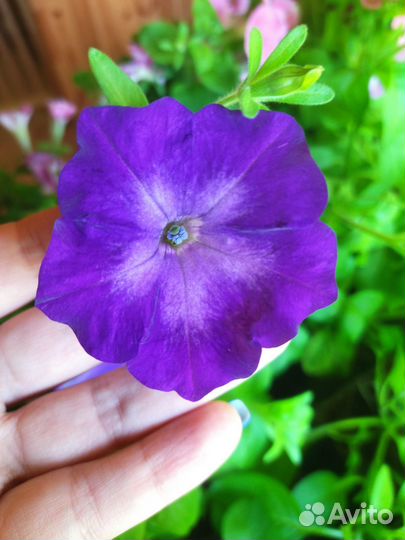 Петуния, лобелия