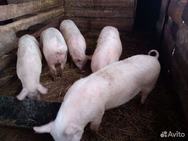 Поросята