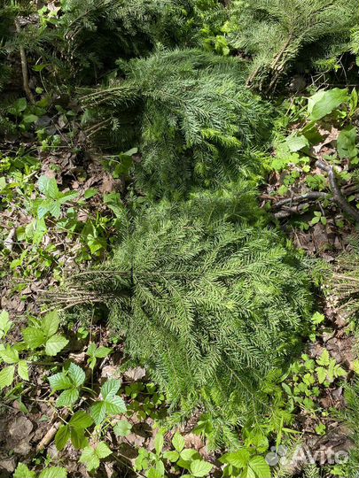Веники и лапки для бани пихтовые