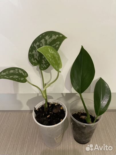 Эпипремнумы, сциндапсусы