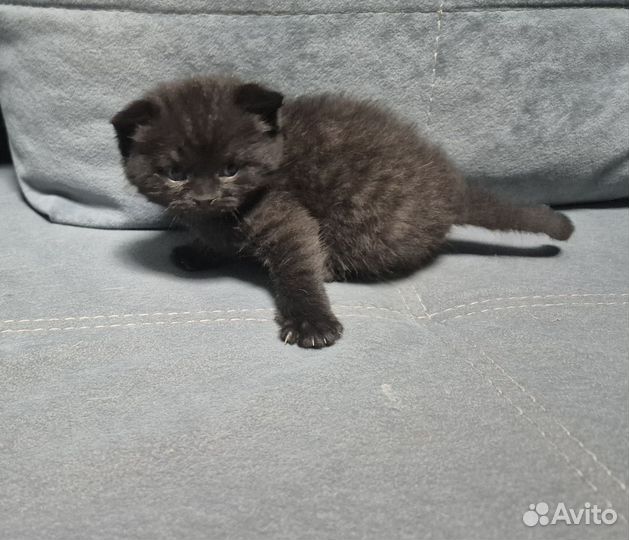 Шотландская вислоухая
