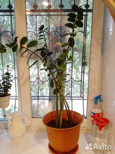 Замиокулькас