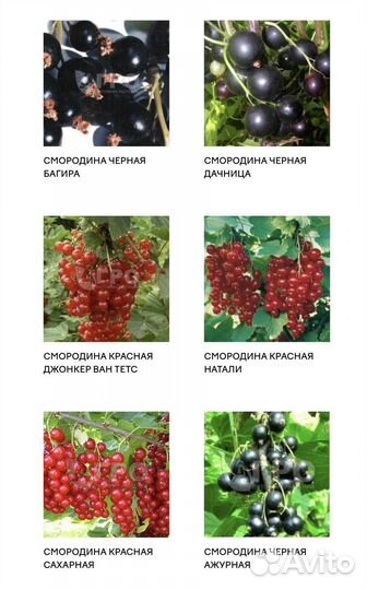 Саженцы ягодных кустарников