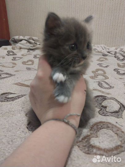 Котята