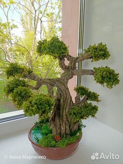 Бонсай у озера