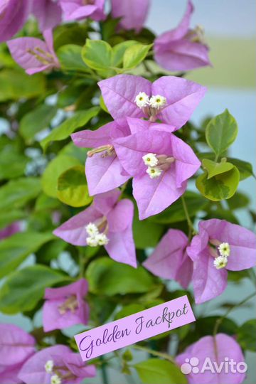 Бугенвиллея