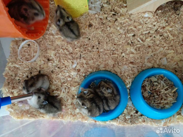 Джунгарский хомяк