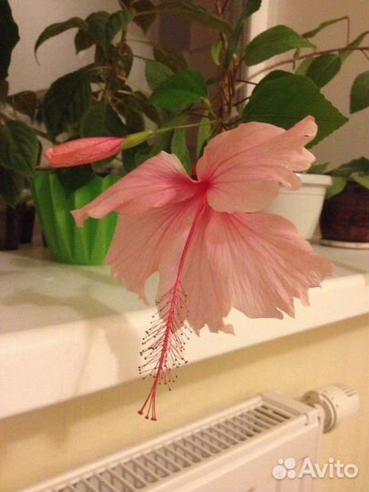 Гибискус (Китайская роза)