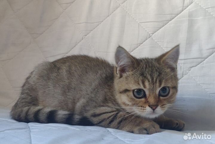 Шотландский страйт котик