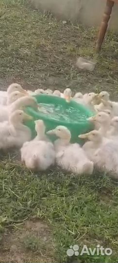 Утята (бройлерные) Star53/ST5