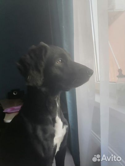 Отдам бесплатно