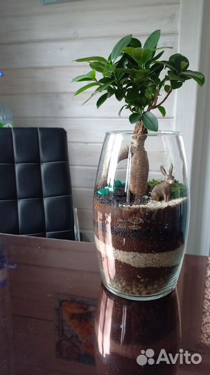 Флорариум с влаголюбивыми растениями