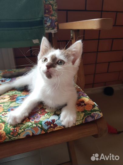 Котенок девочка