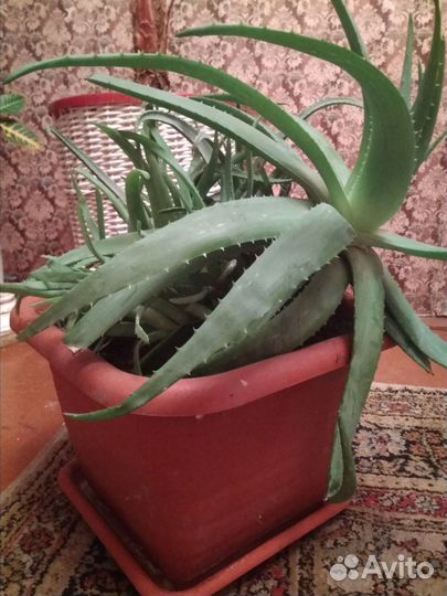 Алоэ столетник