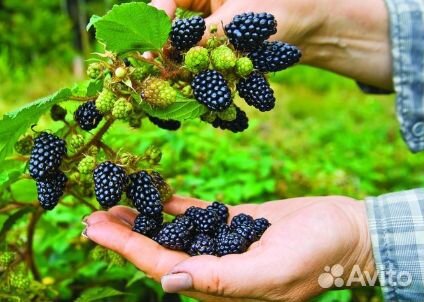 Ежевика небеса могут подождать