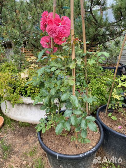 Розы плетистые Розариум Ютерсен в горшках 50 л