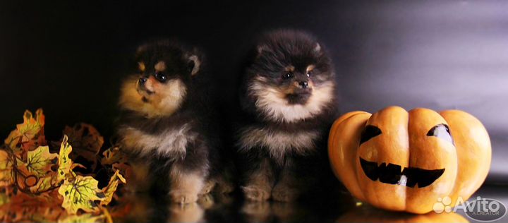 Померанский шпиц - Чёрно-подпалые малыши